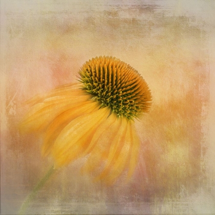 Picture of ECHINACEA IN YELLOW