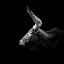 Picture of WATUSI