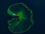 Picture of LOTUS LEAF ON THE SEA