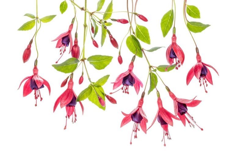 Picture of ~ FUCHSIA ~