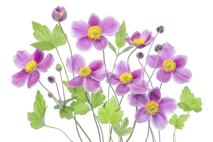 Picture of ANEMONE HADSPEN ABUNDANCE