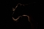 Picture of UNTITLED