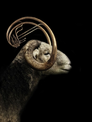 Picture of BIG HORN SHEEP