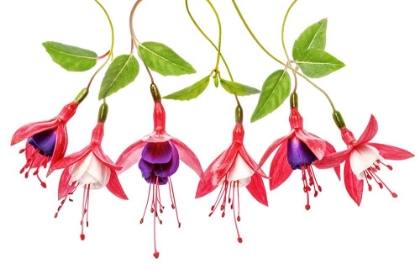 Picture of .FUCHSIA.