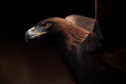 Picture of GOLDEN EAGLE PORTRAIT