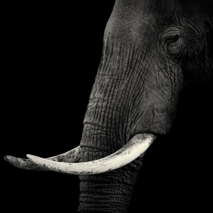 Picture of ELEPHANT PROFILE