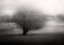 Picture of ON THE MEADOW