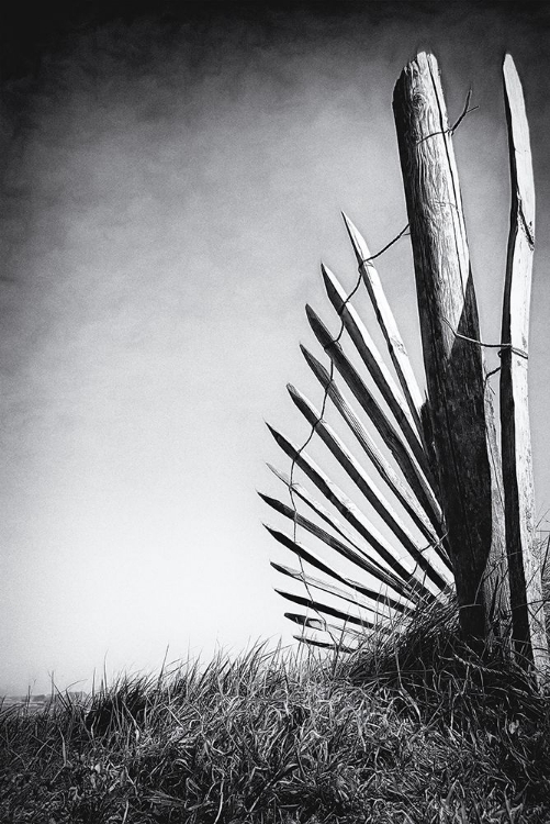 Picture of NO (OF)FENCE IN THE DUNES