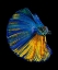 Picture of YELLOW A BLUE