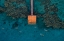 Picture of CORAL ESCAPE