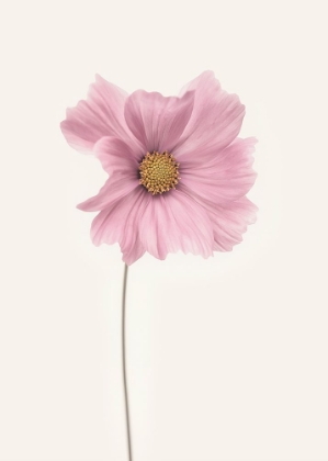 Picture of COSMOS FLOWER