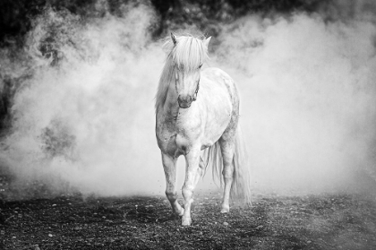 Picture of ICELANDIC PONY