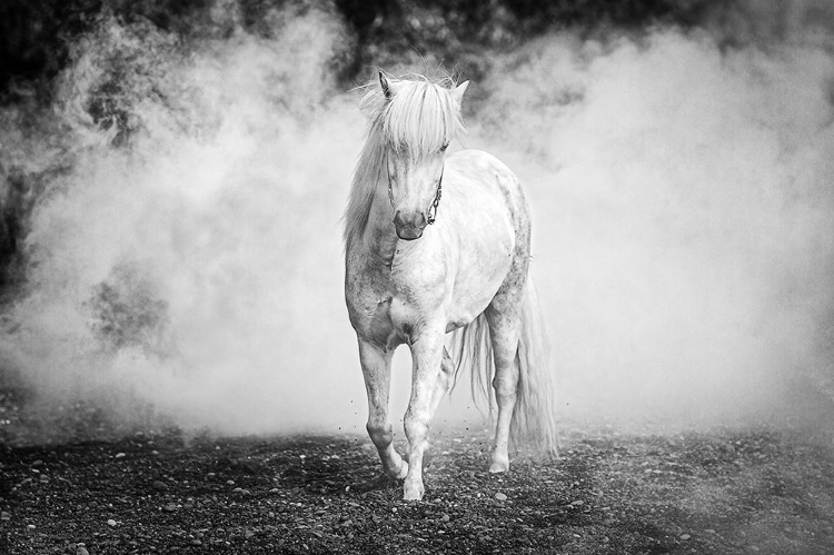 Picture of ICELANDIC PONY