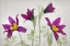 Picture of PULSATILLA