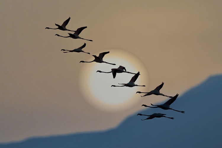 Picture of FLAMINGOS AT SUNRISE