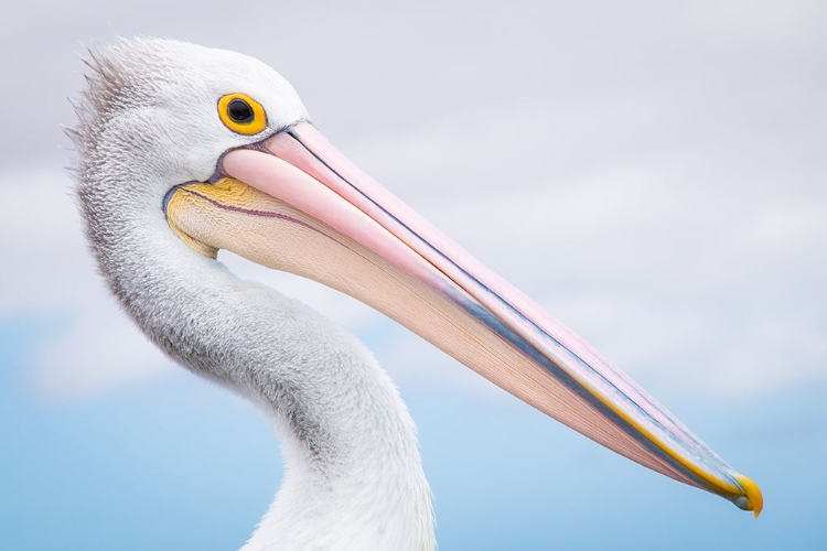 Picture of PELICAN