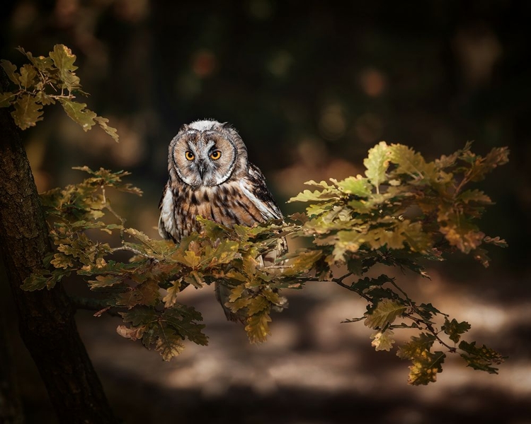 Picture of LONG EARED OWL