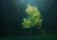 Picture of YELLOWING