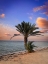 Picture of PALM BEACH