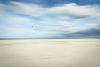 Picture of BIRDS AT THE SEASIDE