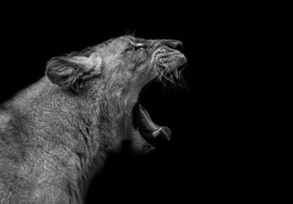 Picture of LIONESS IN LOW KEY