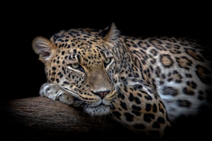 Picture of LEOPARD RESTING