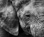 Picture of ELEPHANT SKIN