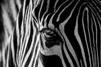 Picture of ABSTRACT ZEBRA