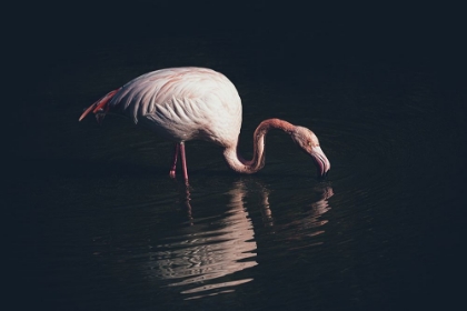 Picture of ENLIGHTED FLAMINGO