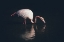 Picture of ENLIGHTED FLAMINGO