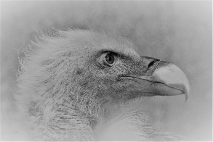 Picture of BALD EAGLE