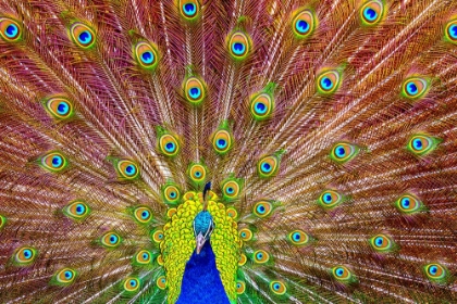 Picture of PEACOCK