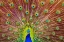 Picture of PEACOCK