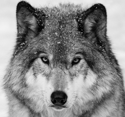 Picture of WOLF PORTRAIT