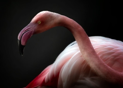 Picture of FLAMINGO PORTRAIT