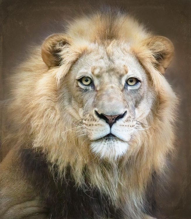 Picture of PORTRAIT OF A YOUNG MALE LION