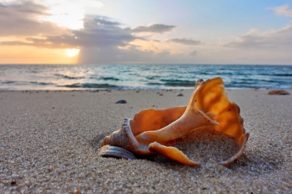 Picture of SNAIL SHELL IN THE SPOTLIGHT OF NATURE