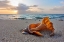 Picture of SNAIL SHELL IN THE SPOTLIGHT OF NATURE