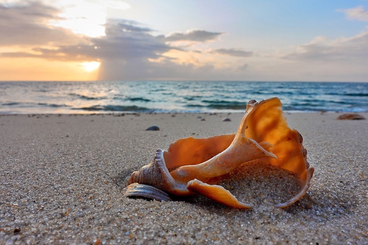 Picture of SNAIL SHELL IN THE SPOTLIGHT OF NATURE