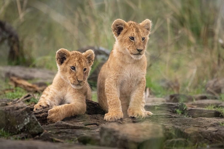 Picture of LITTLE LION CUBS