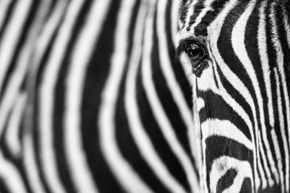 Picture of ZEBRA STRIPES