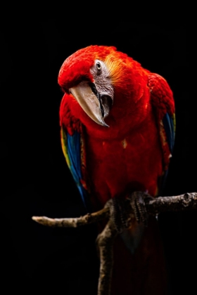 Picture of PORTRAIT OF SCARLET MACAW