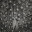 Picture of PEACOCK #6