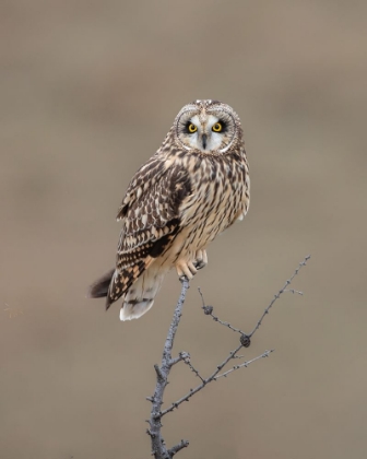 Picture of SHORT-EARED OWL