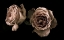 Picture of ROSES