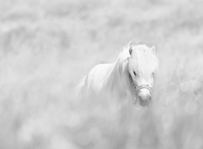 Picture of WHITE HORSE