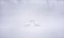 Picture of LOVE IN THE FOGGY MORNING