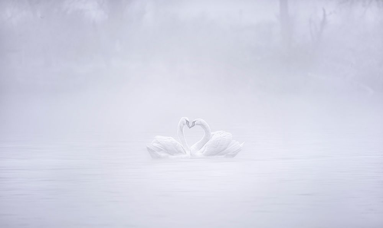 Picture of LOVE IN THE FOGGY MORNING