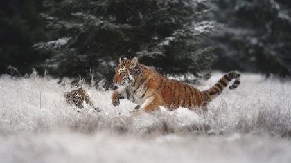 Picture of JOY ON THE SNOW