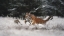 Picture of JOY ON THE SNOW